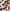Women's Beige & Navy Printed Sleeveless Peplum Top | V-Neck Cotton Casual Top for Women | Summer Western Wear | Saiyaraa